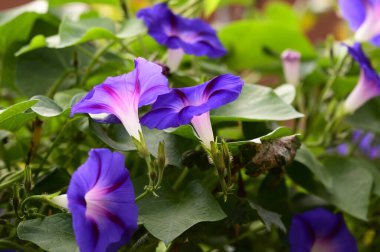 güzel mor çiçekler, görünümü kapatın