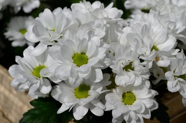 Λευκά Λουλούδια Close Έννοια Του Καλοκαιριού — Φωτογραφία Αρχείου