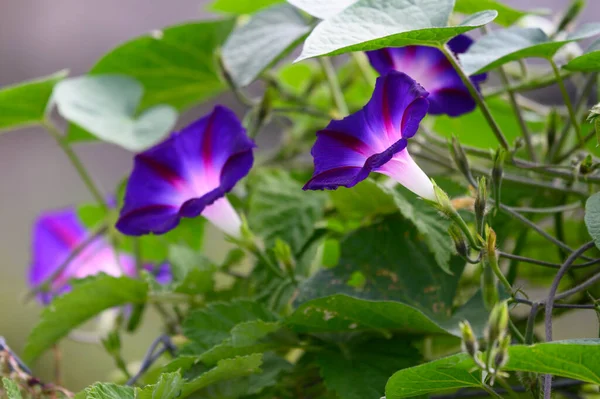 Vackra Lila Blommor Nära Håll — Stockfoto