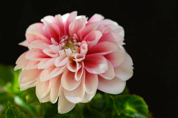 Fleur Dahlia Blanche Rose Vue Rapprochée — Photo