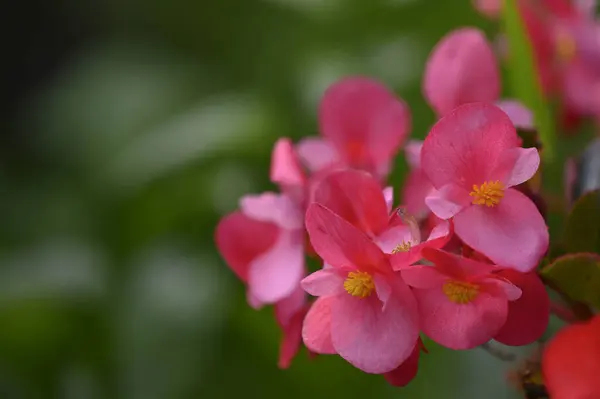 Κοντινό Πλάνο Της Όμορφα Ροζ Λουλούδια Στον Κήπο — Φωτογραφία Αρχείου