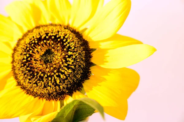 Gele Zonnebloem Close Studio Shot — Stockfoto