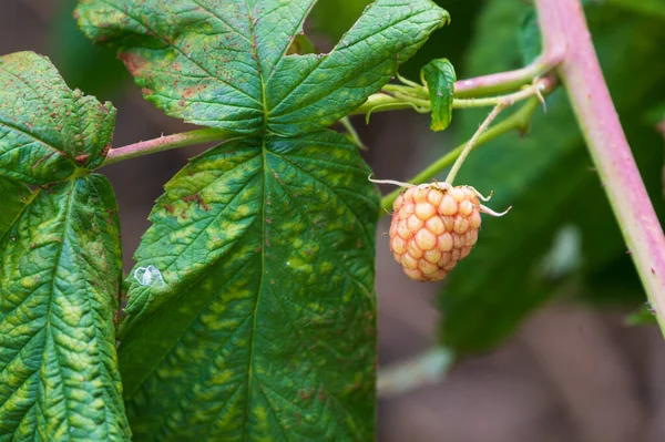 Framboise Dans Jardin Gros Plan — Photo