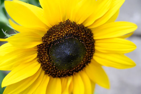 Gele Zonnebloem Tuin Close — Stockfoto