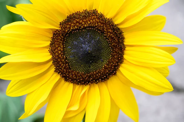 Gele Zonnebloem Tuin Close — Stockfoto