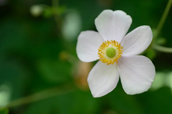 Flor Branca Close Conceito Verão — Fotografia de Stock