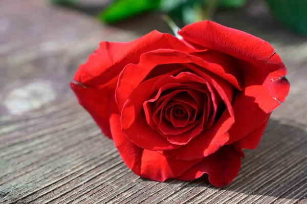 Krásná Růže Zblízka Pohled Dřevěné Pozadí — Stock fotografie