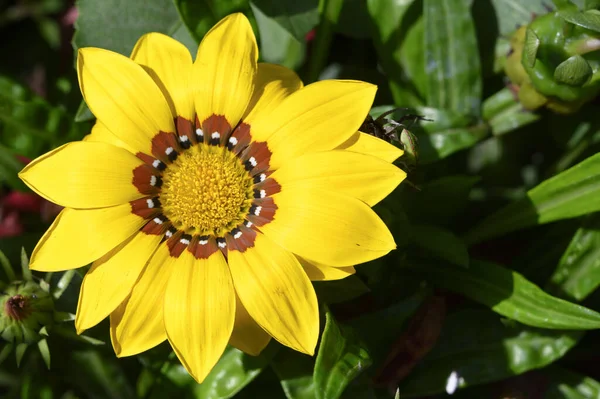 Желтый Цветок Саду Крупный План — стоковое фото