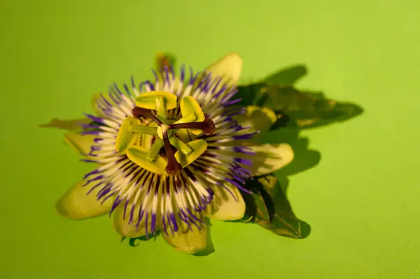 Красива Квітка Барвистому Фоні Вид Крупним Планом — стокове фото