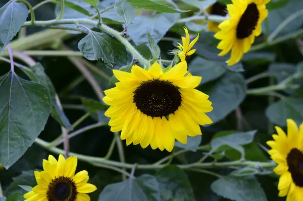 Sunflowers Growing Garden Close View — Stock Photo, Image