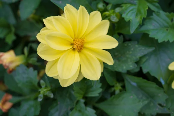 Gele Bloem Tuin Close Uitzicht — Stockfoto