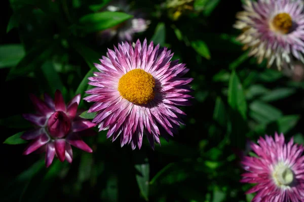 Bellissimi Fiori Viola Vista Vicino — Foto Stock