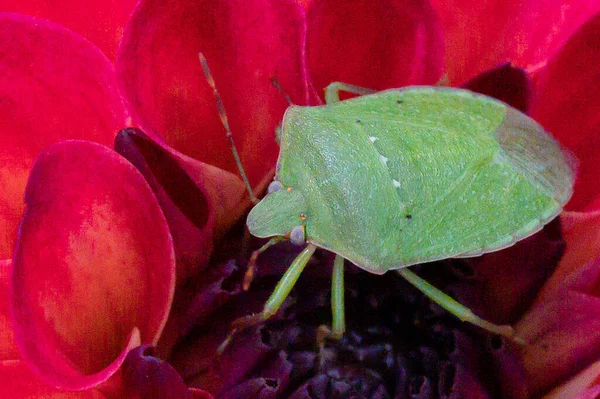 Punaise Verte Sur Belle Fleur Poussant Plein Air Dans Jardin — Photo