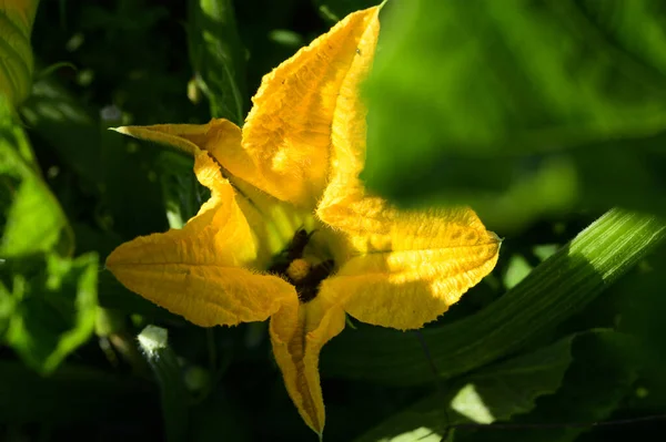 Žlutý Květ Zahradě Pohled Zblízka — Stock fotografie