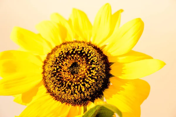 Girasol Amarillo Cerca Plano Estudio — Foto de Stock