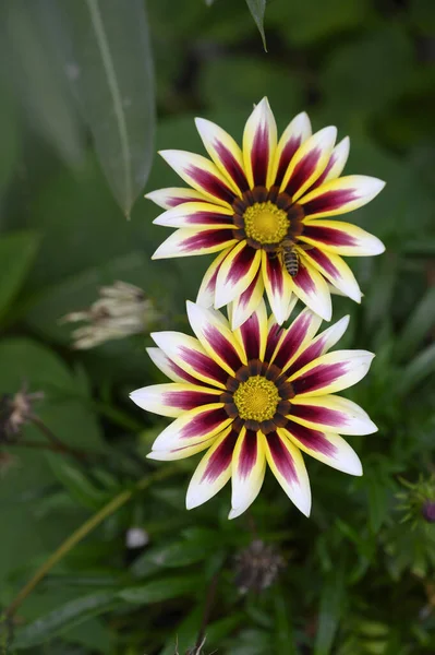 Belles Fleurs Poussant Plein Air Dans Jardin Vue Rapprochée — Photo