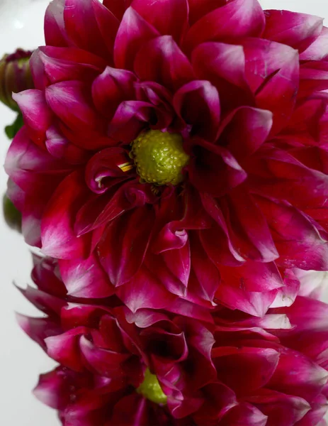 Schöne Rosa Dahlienblüten Mit Reflexion — Stockfoto