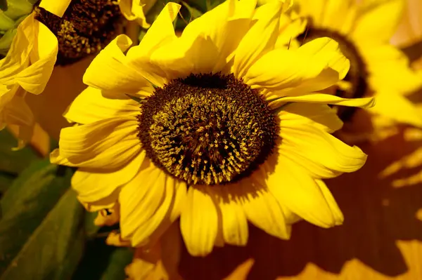 Krásné Slunečnice Dřevěném Pozadí Letní Koncept Zblízka — Stock fotografie