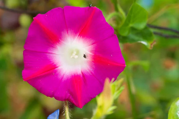 Primer Plano Hermosa Flor Rosa Jardín — Foto de Stock