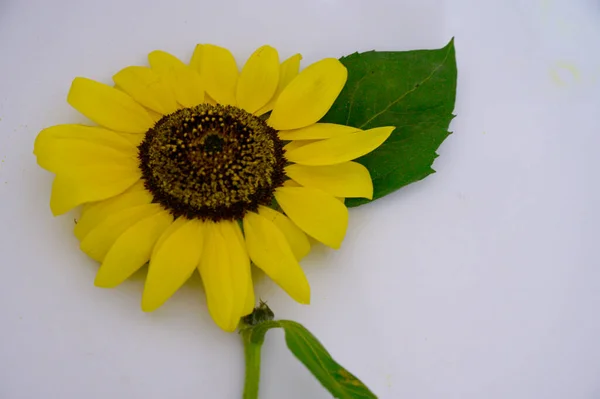 Close View Beautiful Yellow Sunflower Studio Shot — Stock Photo, Image