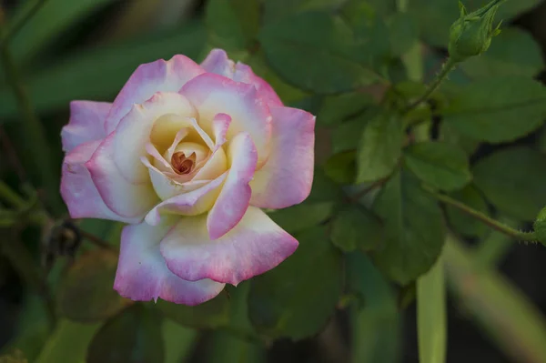 Primer Plano Hermosa Flor Rosa Blanca Amarilla Rosa — Foto de Stock
