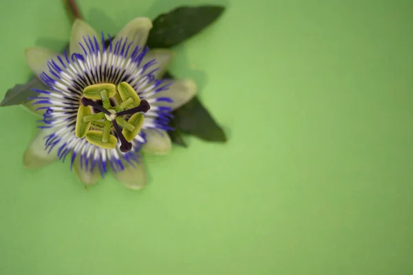Красива Квітка Барвистому Фоні Вид Крупним Планом — стокове фото