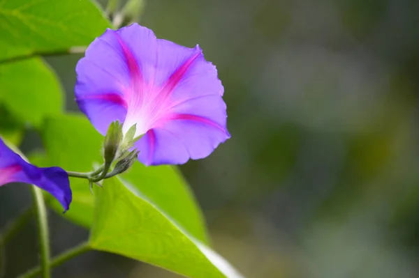 Bunga Ungu Yang Indah Close View — Stok Foto