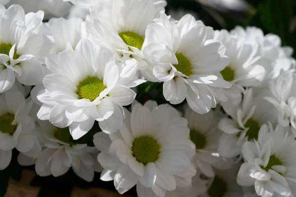 Flores Blancas Primer Plano Concepto Verano — Foto de Stock
