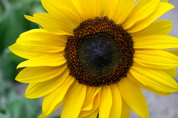 Gele Zonnebloem Tuin Close — Stockfoto