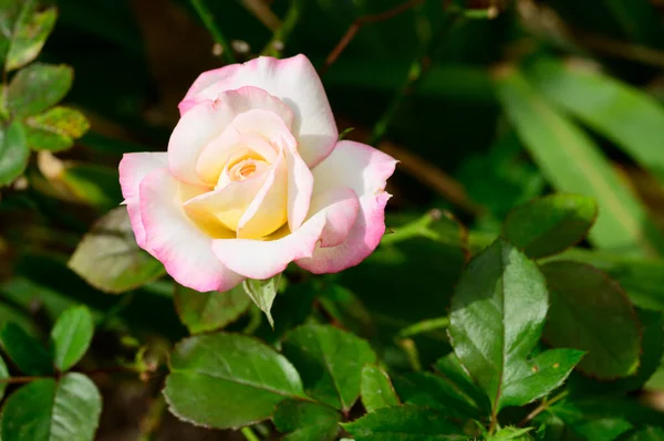 Primer Plano Hermosa Flor Rosa Blanca Amarilla Rosa — Foto de Stock