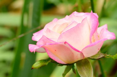 Bahçedeki güzel gül, yakın manzara