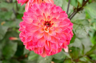 Pembe ve sarı yıldız çiçekleri, yakın görüş