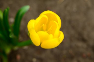 Bahçedeki sarı lale çiçeği, yakın görüş.