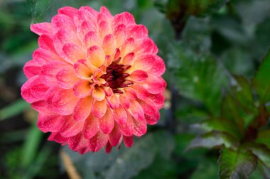 Pembe yıldız çiçeği, yakın görüş