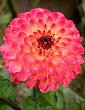 Pembe ve sarı yıldız çiçeği, yakın görüş