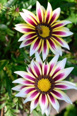 Bahçede büyüyen güzel çiçekler, yakın çekim manzarası.