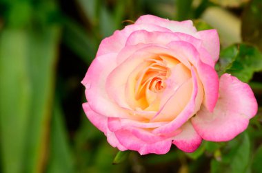 Bahçedeki güzel gül, yakın manzara