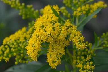 Bahçedeki sarı çiçekler, manzarayı kapat.