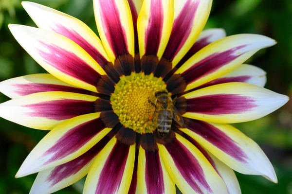 Abeille Pollinisant Belle Fleur Poussant Plein Air Dans Jardin Vue — Photo