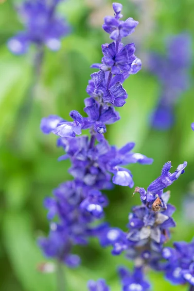 Beautiful Purple Flowers Garden — Stock Photo, Image