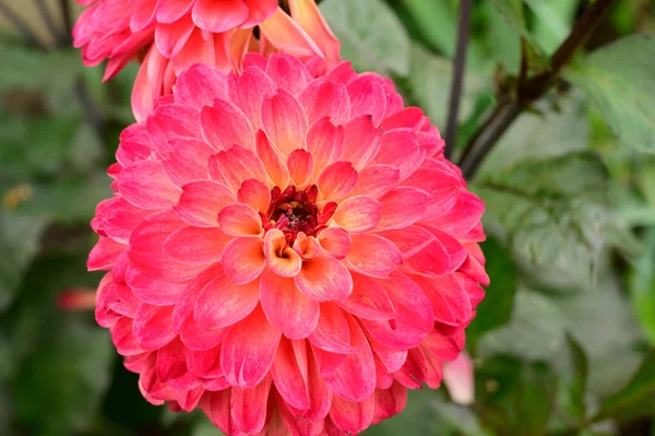 Flores Dahlia Rosa Amarela Vista Perto — Fotografia de Stock