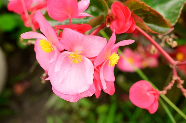 Close Beautiful Pink Flowers Garden — Stock Photo, Image