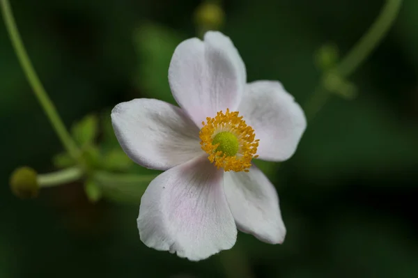 Weiße Blume Nahaufnahme Sommerkonzept — Stockfoto