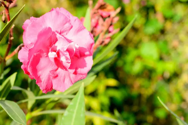 Piękny Kwiat Rośnie Zewnątrz Ogrodzie Widok Bliska — Zdjęcie stockowe