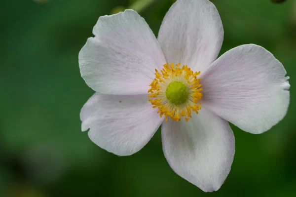 Біла Квітка Крупним Планом Літня Концепція — стокове фото