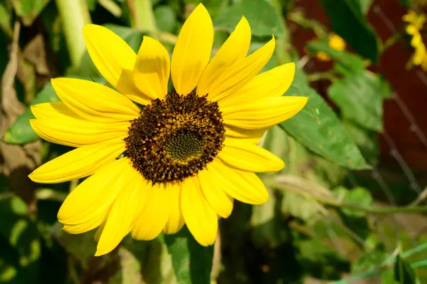 Tournesol Jaune Dans Jardin Gros Plan — Photo