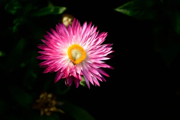 Vacker Blomma Växer Utomhus Trädgården Närbild — Stockfoto