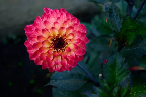 Красный Цветок Георгины Вид Окна — стоковое фото