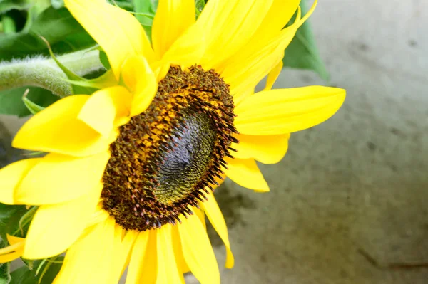 Gelbe Sonnenblume Garten Nahaufnahme — Stockfoto