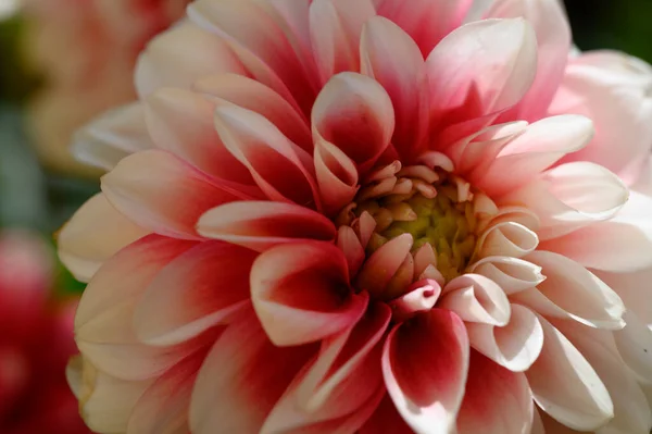 Beautiful Flower Growing Outdoor Garden Closeup View — Stock Photo, Image